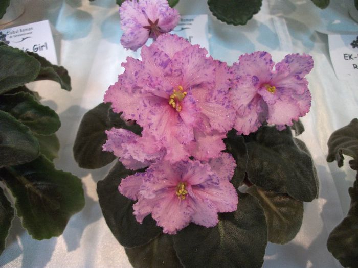 DSCF4231 - Expozitia de gesneriaceae Bucuresti mai 2013