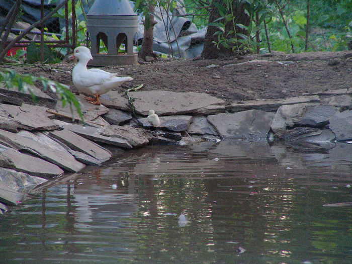 SANY0005 - lac pasari apa  2013