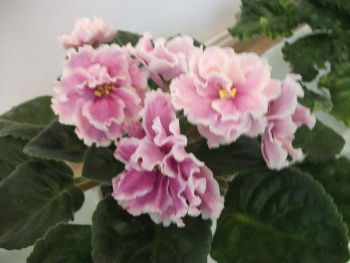 DSCF4243