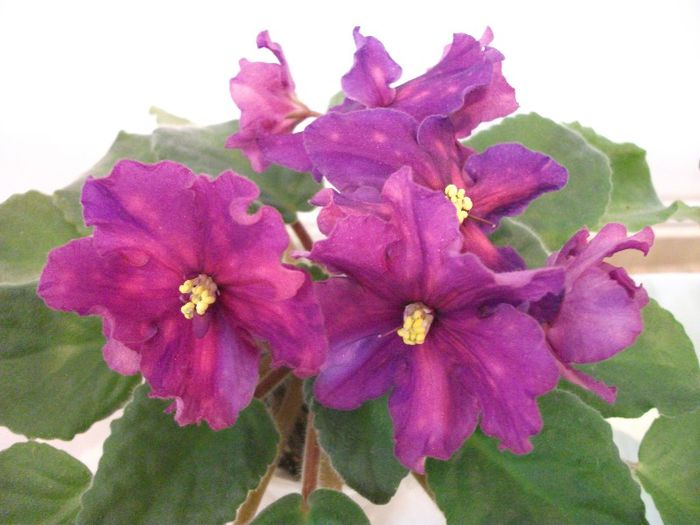 DSCF4244 - Expozitia de gesneriaceae Bucuresti mai 2013