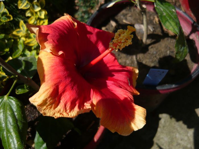 Picture 2397 - x 2013 Hibiscus rosa sinesis