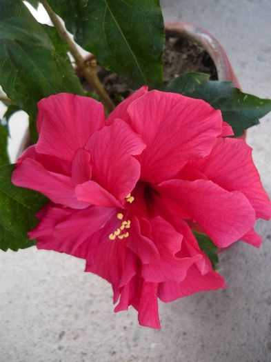 Picture 2403 - x 2013 Hibiscus rosa sinesis