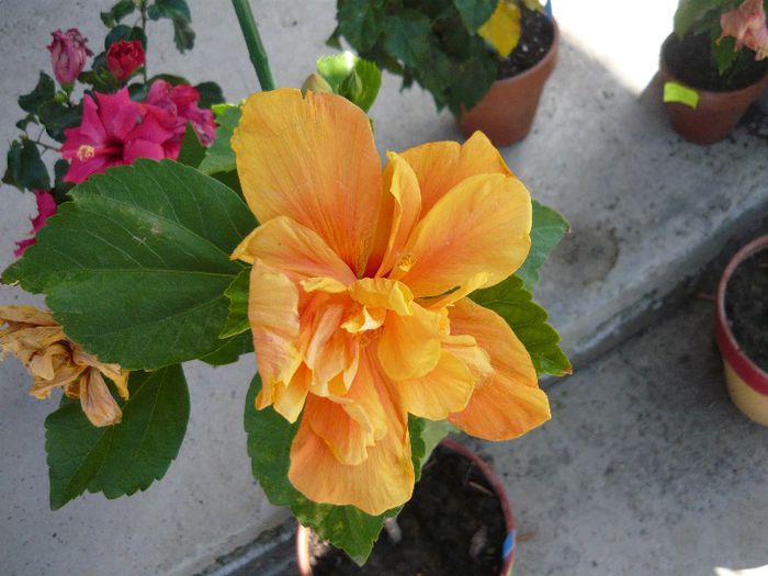 Picture 2404 - x 2013 Hibiscus rosa sinesis