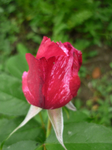 Reinnes des violettes in 16-17 mai 2013