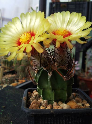 Astrophytum senile var. aureum