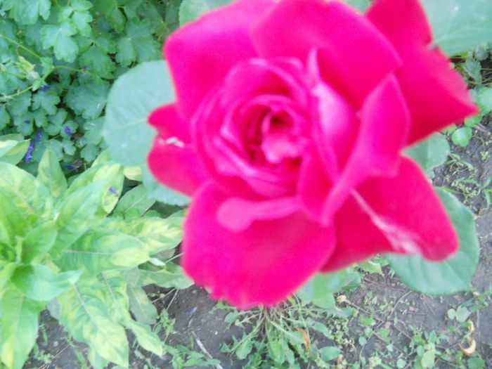 trandafir rosu cu aparatul - Trandafiri 2013