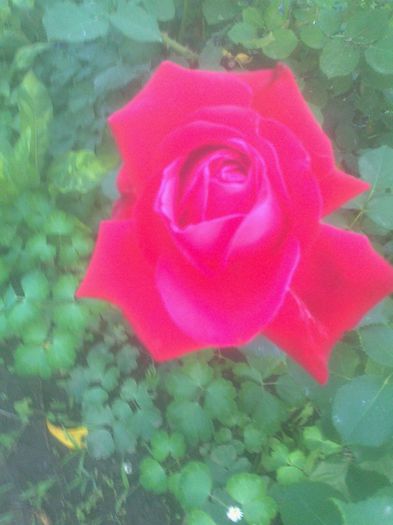 trandafir rosu cu telefonul