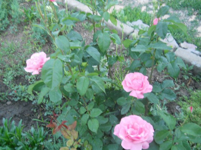 roz - Trandafiri 2013