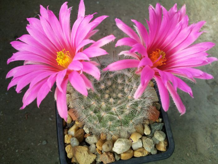 Mammillaria guelzowiana - Mammillaria guelzowiana