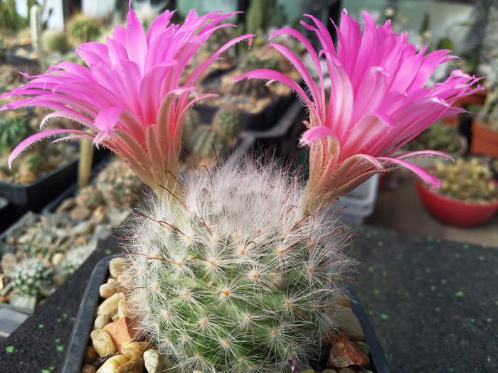 Mammillaria guelzowiana