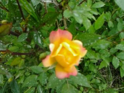 minirosa