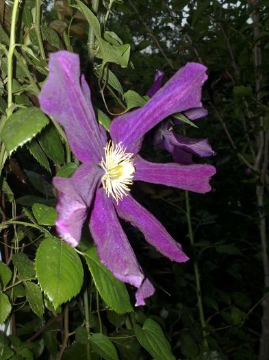 18052013 - Clematis