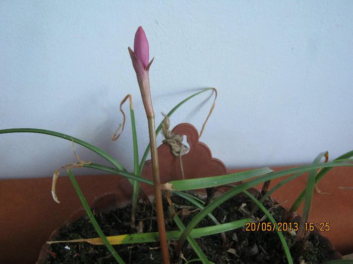 IMG_3843 - Florile mele in mai