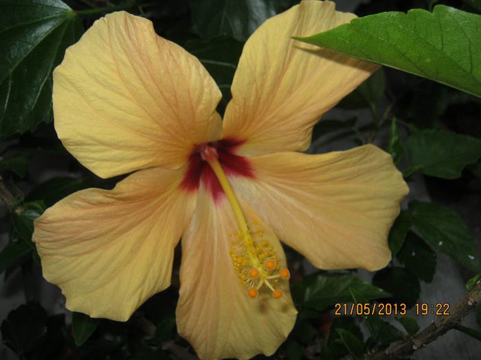 IMG_3852 - Florile mele in mai