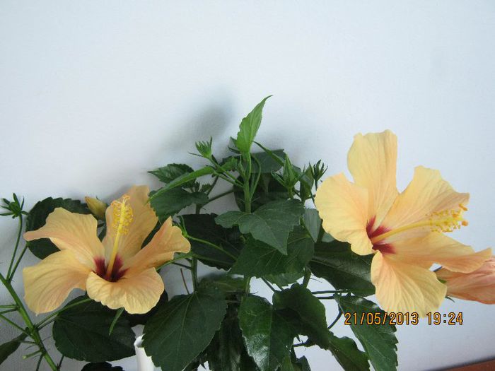 IMG_3862 - Florile mele in mai