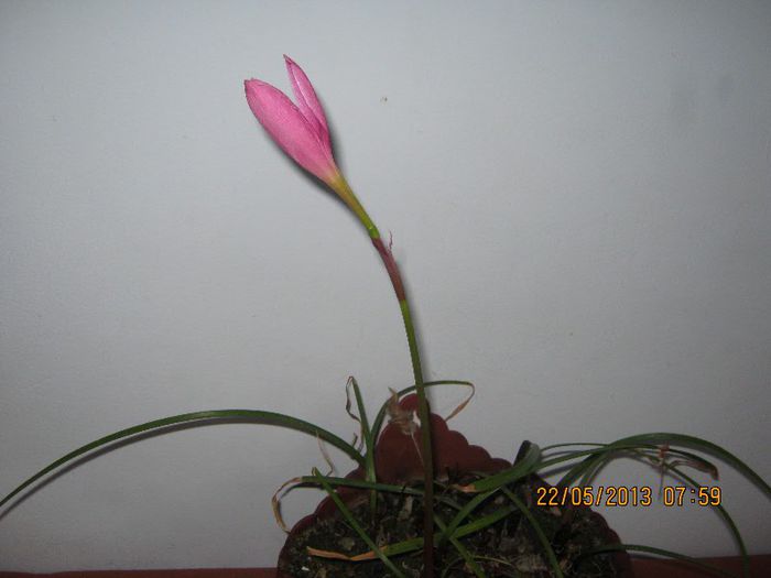 IMG_3864 - Florile mele in mai