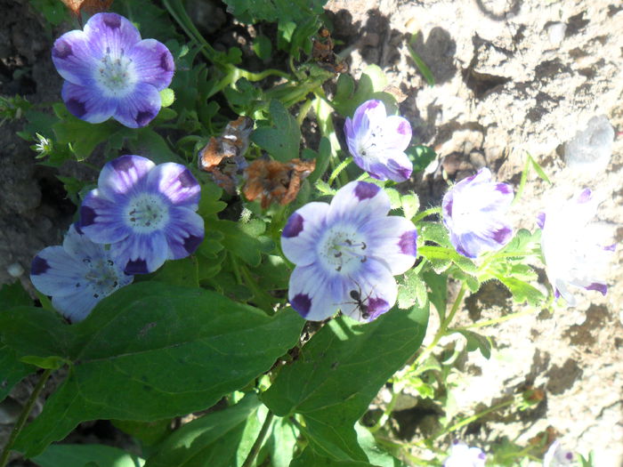 SAM_3704 - diverse - flori de gradina 2013