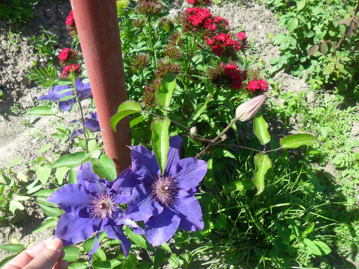 clematita mov - diverse - flori de gradina 2013
