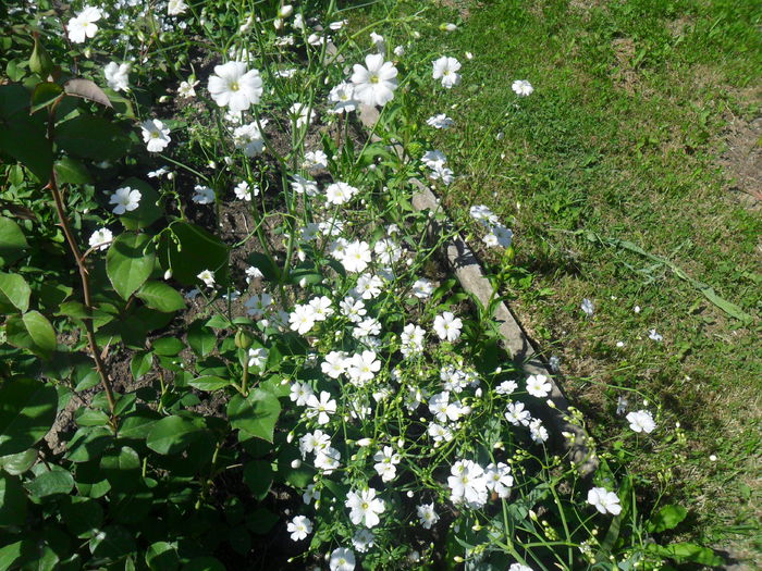 SAM_3706 - diverse - flori de gradina 2013