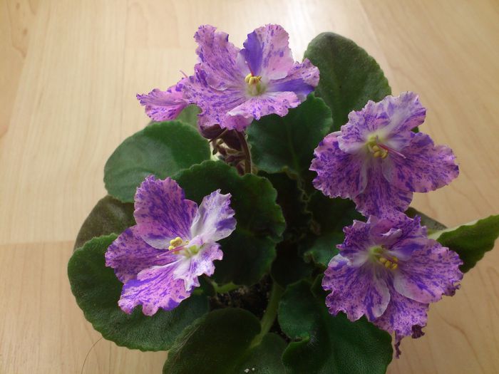 Amur N - Violete