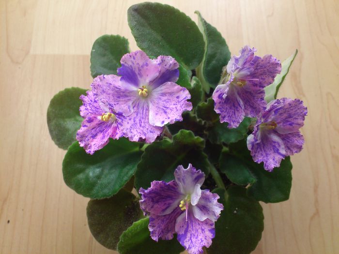 Amur N - Violete