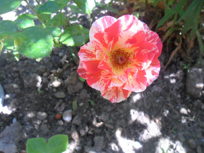 SAM_3711 - trandafiri 2013