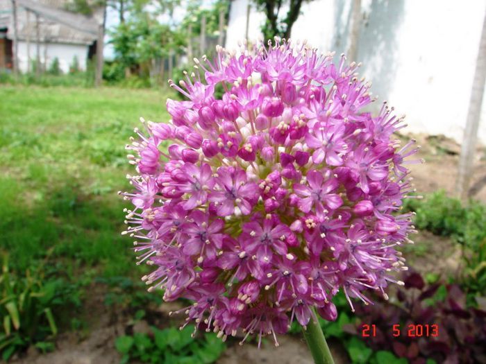 DSC00988