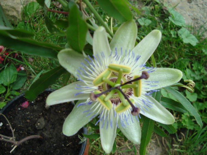 DSC08588 - passiflora 2013