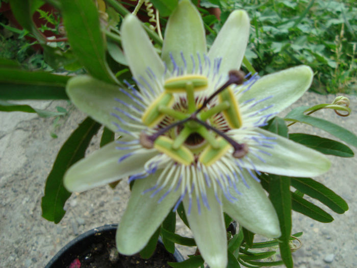 DSC08587 - passiflora 2013