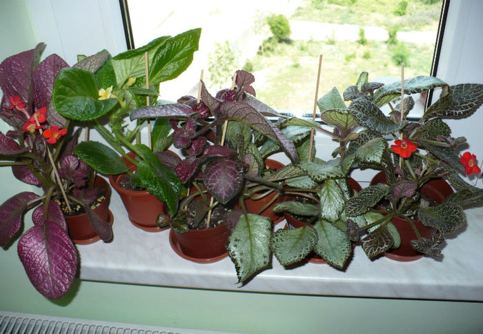 20 mai - Episcia 2013