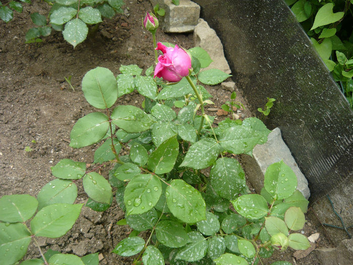 Picture 029 - plante si flori  2013