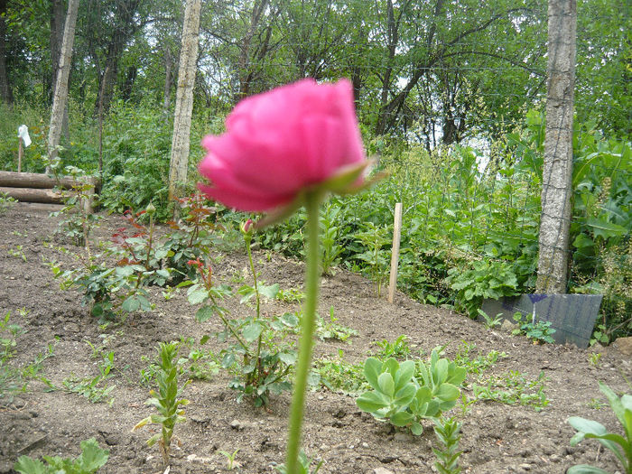 ranuncullus - plante si flori  2013