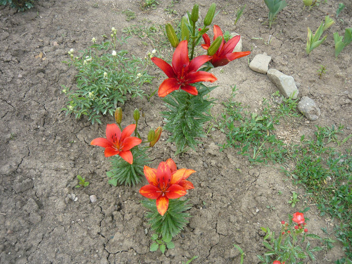 crini fara miros - plante si flori  2013