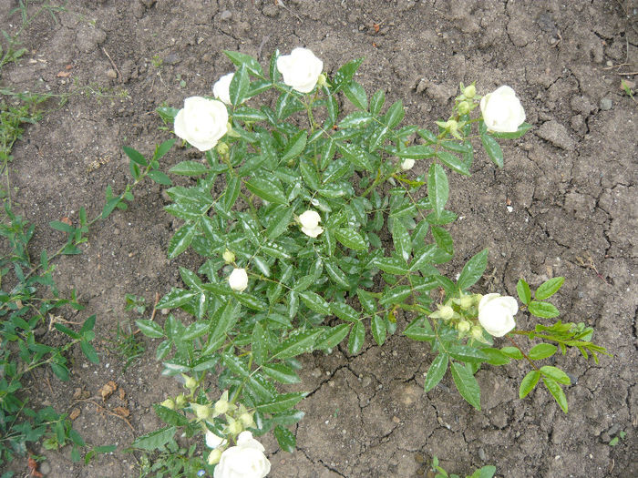 piticii au inflorit primii - plante si flori  2013