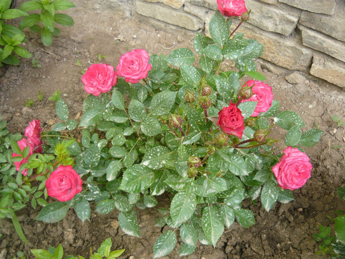  - plante si flori  2013