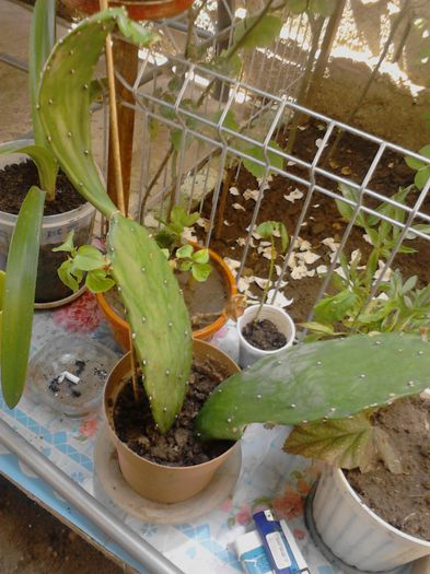 IMG_20130521_142454 - 2013