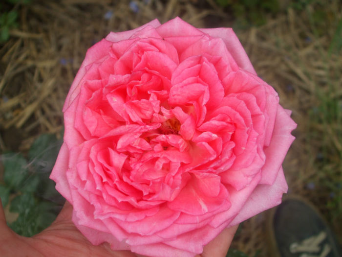 La Rose de Molinard