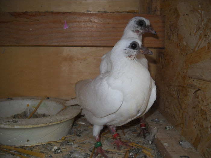 pui neantarcati