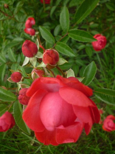Tr. pitic Red Morsdag - trandafiri de la pepiniera EMMA