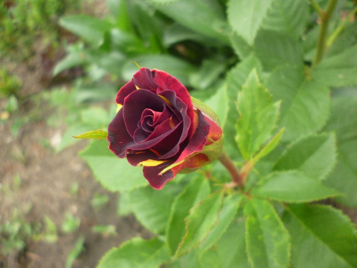 " Hocus-Pocus " - trandafiri de la pepiniera EMMA