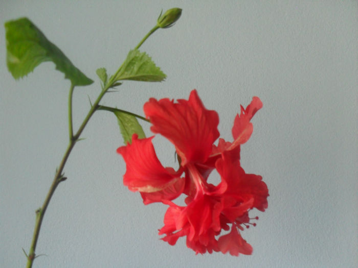 SDC10327 - HIBISCUS 2013