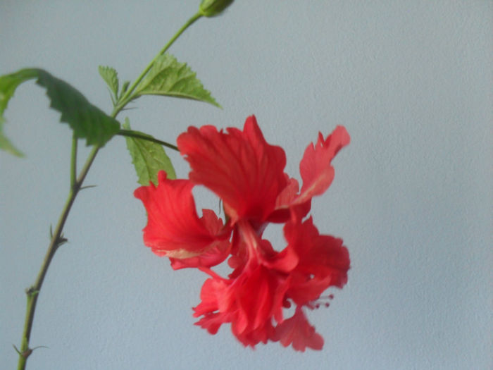 SDC10332 - HIBISCUS 2013