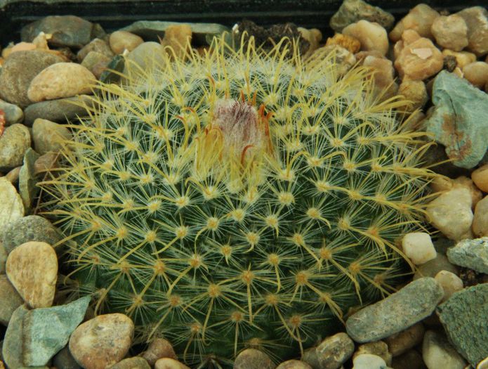 Parodia aureispina - Parodia aureispina