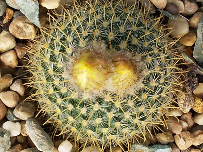 Parodia aureispina