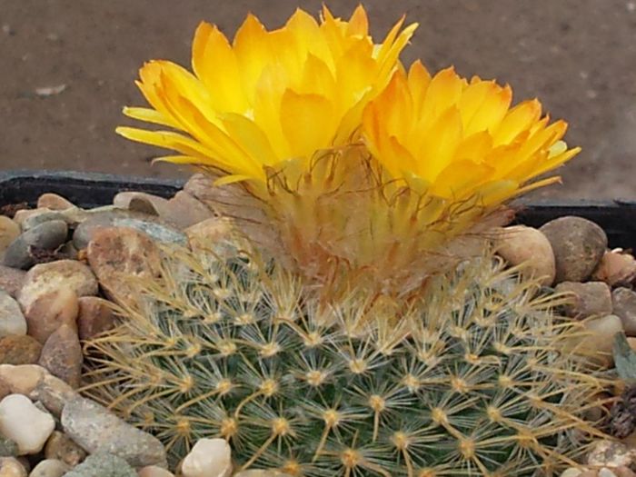 Parodia aureispina - Parodia aureispina