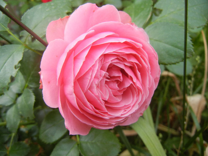 Rose Louise Odier (2013, May 22)