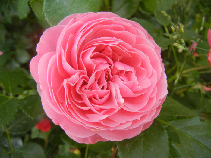 Rose Louise Odier (2013, May 22)