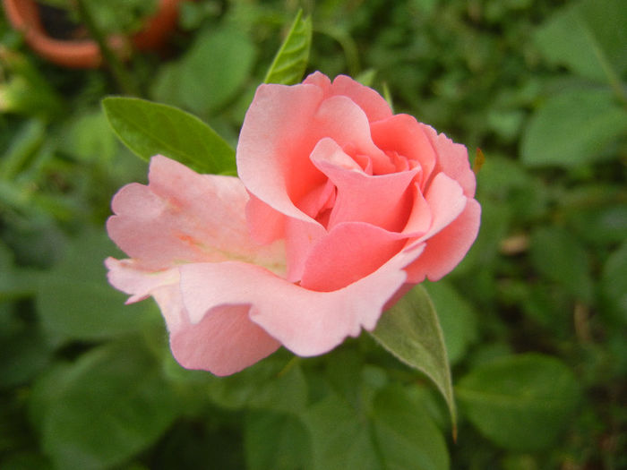 Rose Queen Elisabeth (2013, May 22)