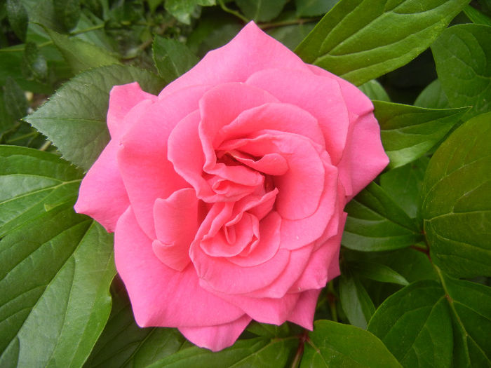 Rose Pink Peace (2013, May 22)