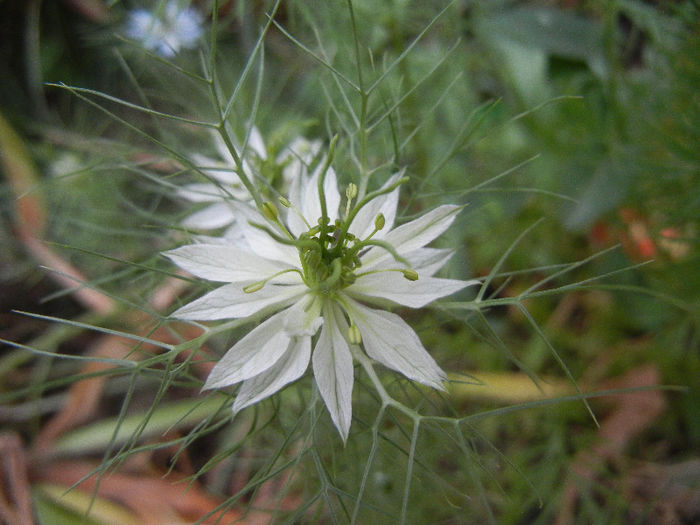 Nigella damascena (2013, May 22)